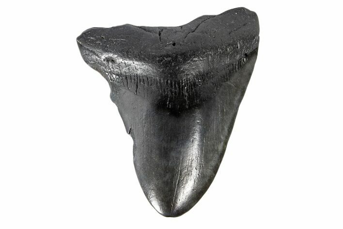Bargain, Fossil Megalodon Tooth - South Carolina #171476